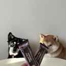 고위드테일 이미지