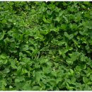 유월의 장미 이미지