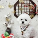 바나고펫살롱 이미지