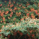 뚝섬한강공원-29 이미지