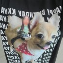 강아지 꼬야 이미지