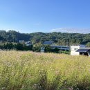 장동 계족산마을 | &lt;대전 장동 만남공원&gt; 10월 중순 코스모스 개화현황