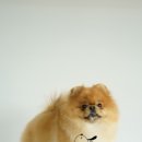 만점애견미용 이미지