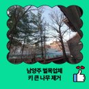 금곡양정행정복지센터 5층 | 남양주 벌목업체 키 큰 나무 제거