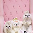 강아지오요요 이미지