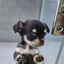 강아지분양 애견입양 아이러브독 인천점 이미지