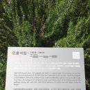 제주 불탑사 오층석탑 | 불탑사 오층석탑 - 제주답사 일번지 2