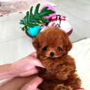 퍼피데일리 이미지