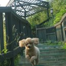 도그펜션 이미지