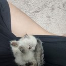 개인화물278 | 금곡동/남양주/시흥/향남 고양이분양후기~!
