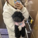 모모애견미용실 이미지