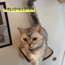 캠핑 고양이 이미지