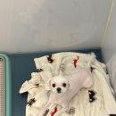 오룡애견미용 | 말티즈미용후기