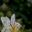 천태농장 이미지