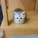 보보야 PC방 이미지