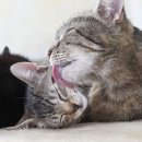 미소동물치과병원 이미지