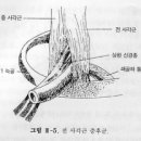 전 사각근 증후군(scalenus anticus syndrome) 이미지