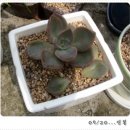 꽃과다육 이미지