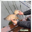 42cm, 40cm. 송전지 낚시터 송도좌대 민물조황. 이미지
