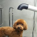 이츠펫 온양점 이미지