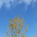 거울공원 Daum카페