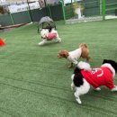 허그독 | 반려견 호텔 <허그독>소중한 하루 행복하게 보낸 후기