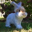 애완용 토끼 - 잉글리쉬 앙고라 (English Angora Rabbit) 이미지