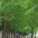 죽림3로가로수 스포츠조선