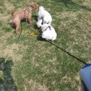 신동물병원 이미지