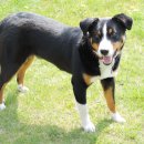 운정호수동물메디칼센터 이미지