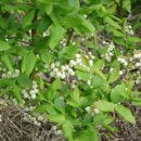 백두농장 이미지