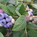 선운 농장 이미지