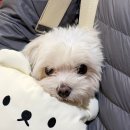 꼬망베르