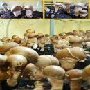 로하스팜 이미지