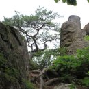 바위와소나무 이미지