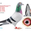 세계에서 가장 비싼 비둘기 이미지