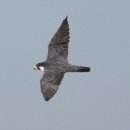 CW-1961-01 이미지