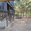디어팜 (Deer Farm) | 평창 켄싱턴호텔 아이랑 갈만한곳 애니멀팜 디어포레스트