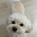 마곡나루 애견 미용 추천, 소노펫 뷰티 말티푸 미용 후기 (퍼라운지, 플라워플로우)