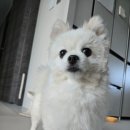 흙 동물병원 | 운정 과잉진료없는 동물병원 내돈내산 후기 [소현동물의료센터] 강추