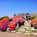 보헤미안 블루 이미지