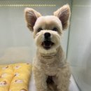 더엘동물의료센터 이미지