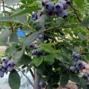 호랑이농장 이미지