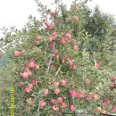 참이슬 농원 이미지