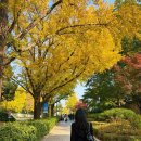 사직로 R | 스타벅스 장충라운지R/ 경복궁 단풍 구경하고 돌아온 주말일기(feat. 가을 서울여행♥1)