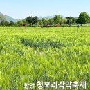 함안 청보리밭 칠서 청보리축제 청보리 작약축제 5월 축제 일정 정보 초대가수 작약꽃 개화 강나루생태...