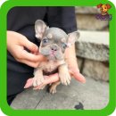 옥정강아지 이미지