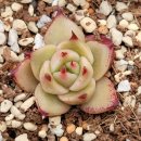 핑크 체리 이미지