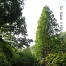 장태산휴양림 이미지