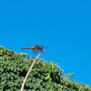 산딸낭 Daum카페